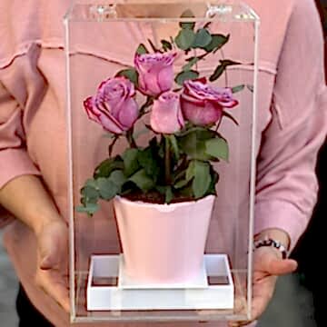 Pembe Güllü Saksıda Çiçek Pasta (Özel Tasarım Kutu)